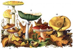 –азнообразие ¤довитых грибов
