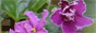 Каталог кімнатних рослин, узамбарская фіалка (Сенполія), кактус, стрептокарпусів, орхідея, бегонія, фуксія, глоксиній, пеларгонія, епісція