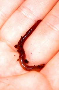 Красный калифорнийский червь