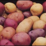 Различные сорта картофеля