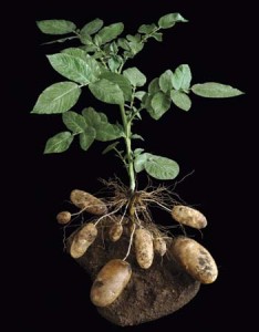 Куст картофеля с клубнями