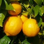 Лимон в огороде