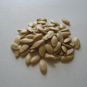 Семена огурцов
