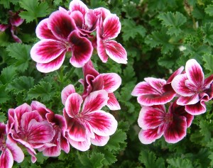 Цветы пеларгонии