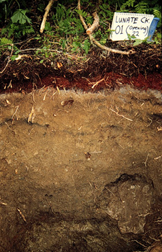 Структура подзолистой почвы