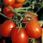 Урожай помидоров