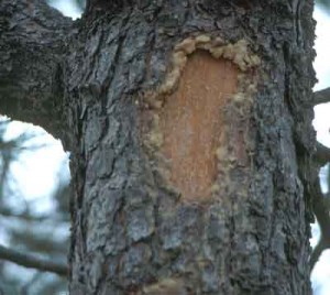 Повреждения коры дерева