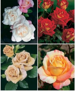 Разновидности чайногибридных роз