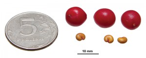 Сравнение размеров семян с ягодами лимонника
