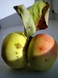 Сросшиеся плоды яблони