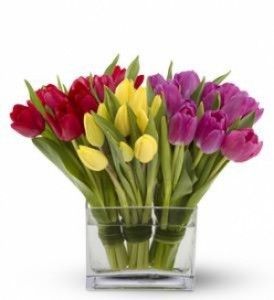 Тюльпаны для цветоводов