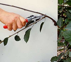 Обрезка вишни секатором