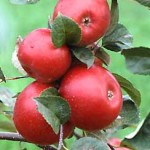 Плоды карликовой яблони