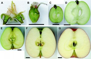 Развитие яблока от цветка до зрелого плода